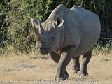 Africa 040 : Africa, Animal, Black Rhino, Botswana, Mammal, Mombo, Okavango